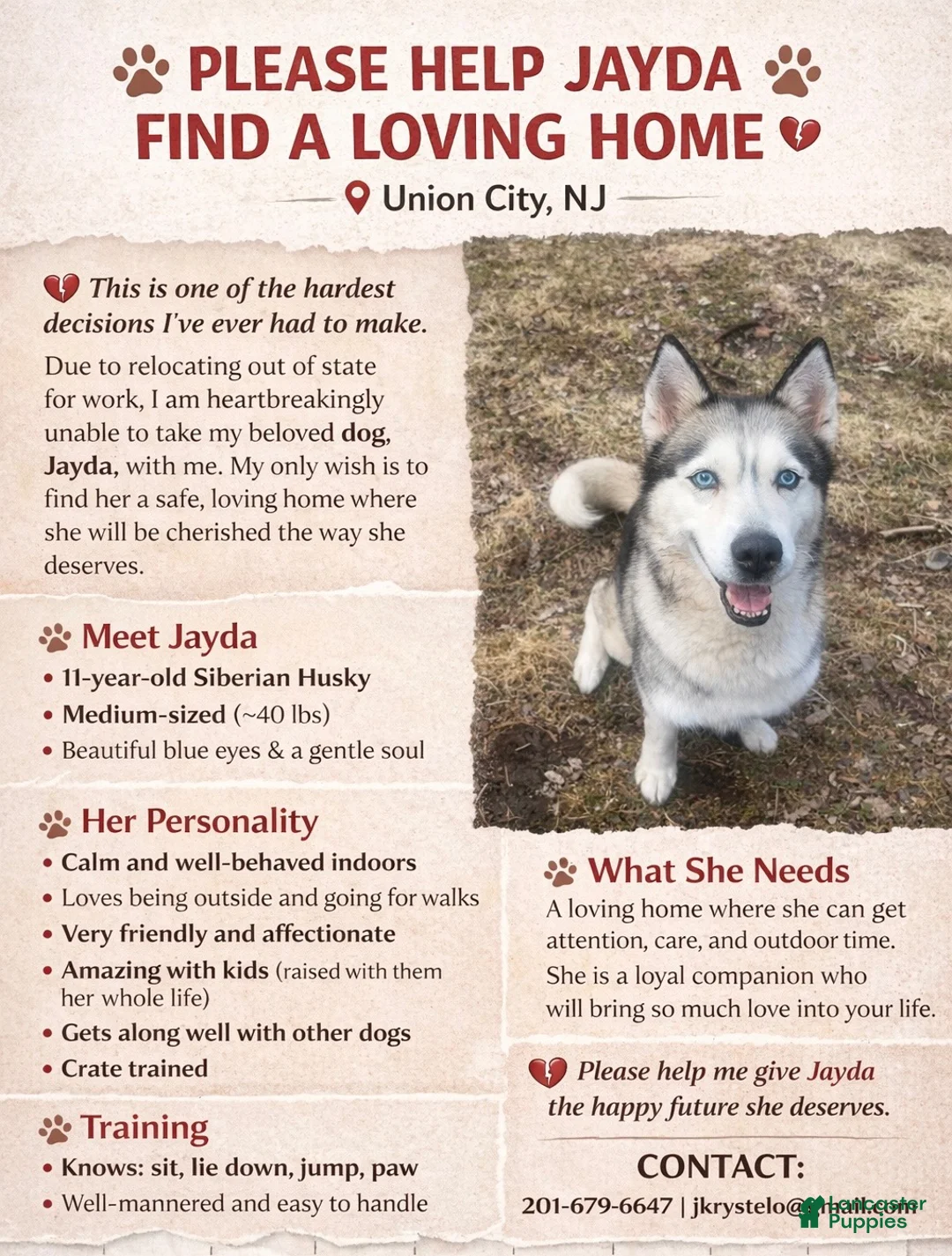 Siberian Husky dogs for sale: Siberian Husky Puppy 1 - Ad 1