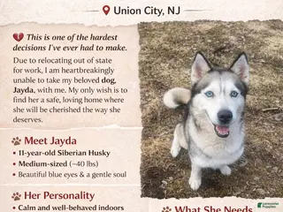 Siberian Husky dogs Siberian Husky Puppy 1 - Ad 42