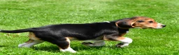 Beagle dogs for sale: Macy - Ad 9