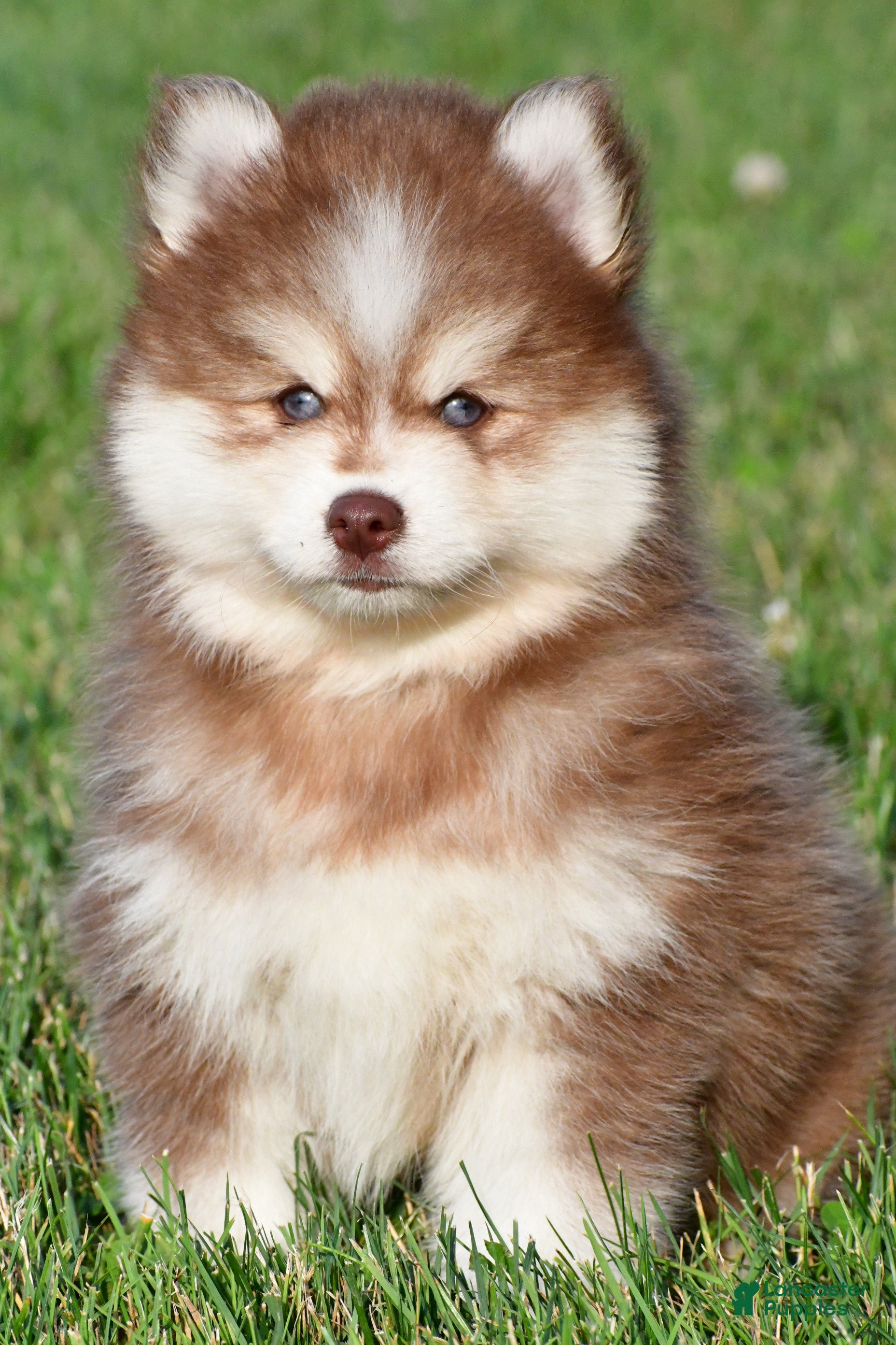 Pomsky dogs Prince - Ad 1