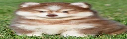 Pomsky dogs for sale: Prince - Ad 1