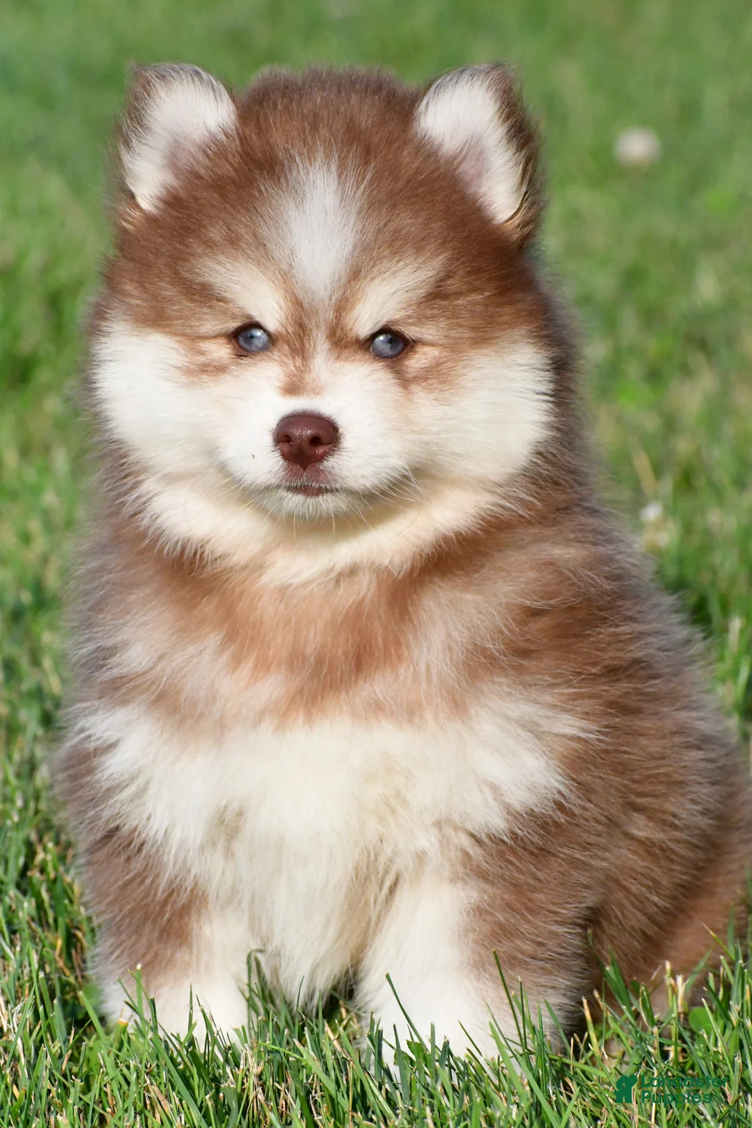 Pomsky dogs for sale: Prince - Ad 1
