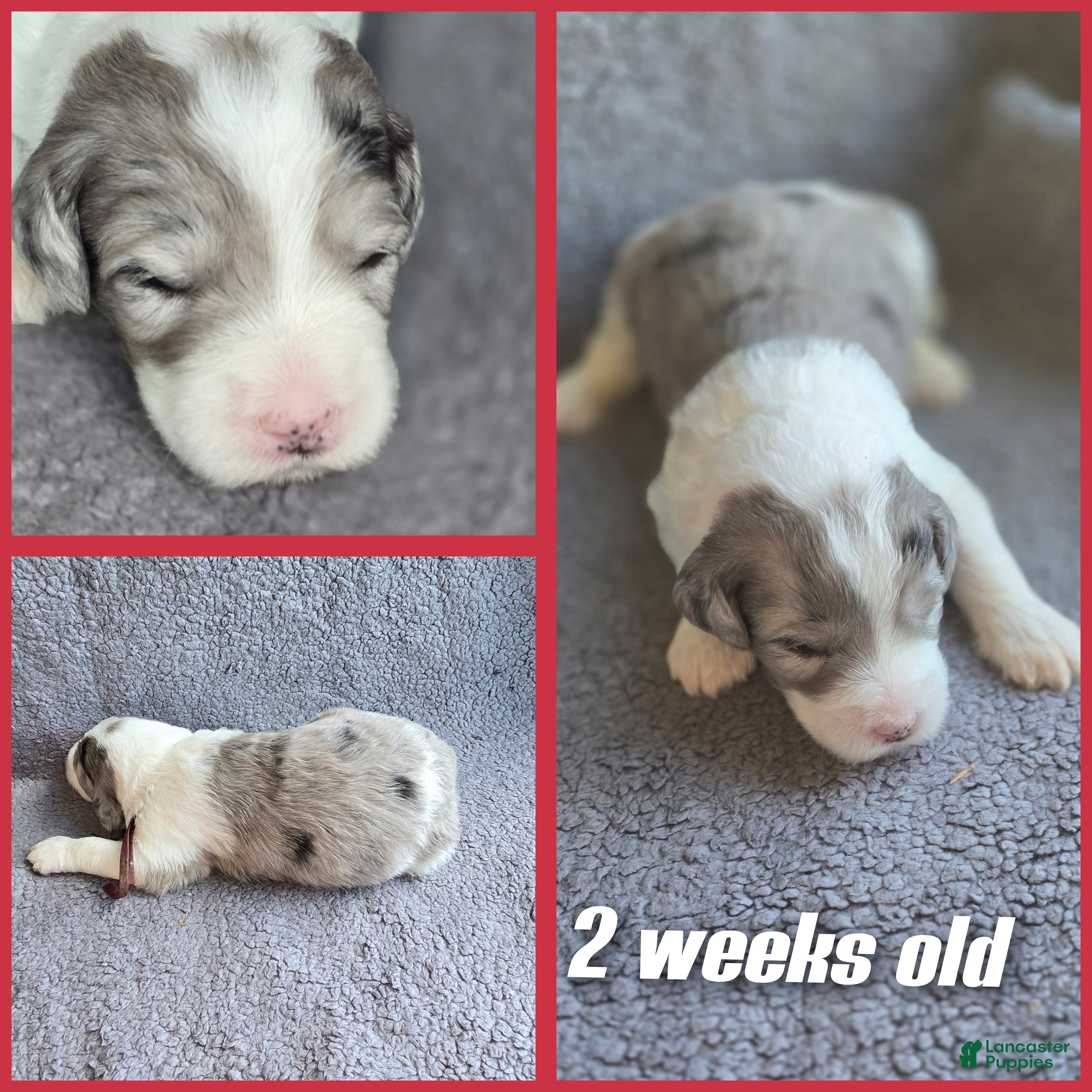 Sheepadoodle dogs Lily- maroon - Ad 7