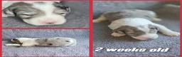 Sheepadoodle dogs for sale: Lily- maroon - Ad 4