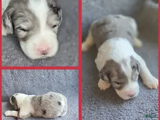 Sheepadoodle dogs Lily- maroon - Ad 7