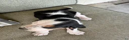 Basset Hound dogs for sale: Basset Hound 3 - Ad 4
