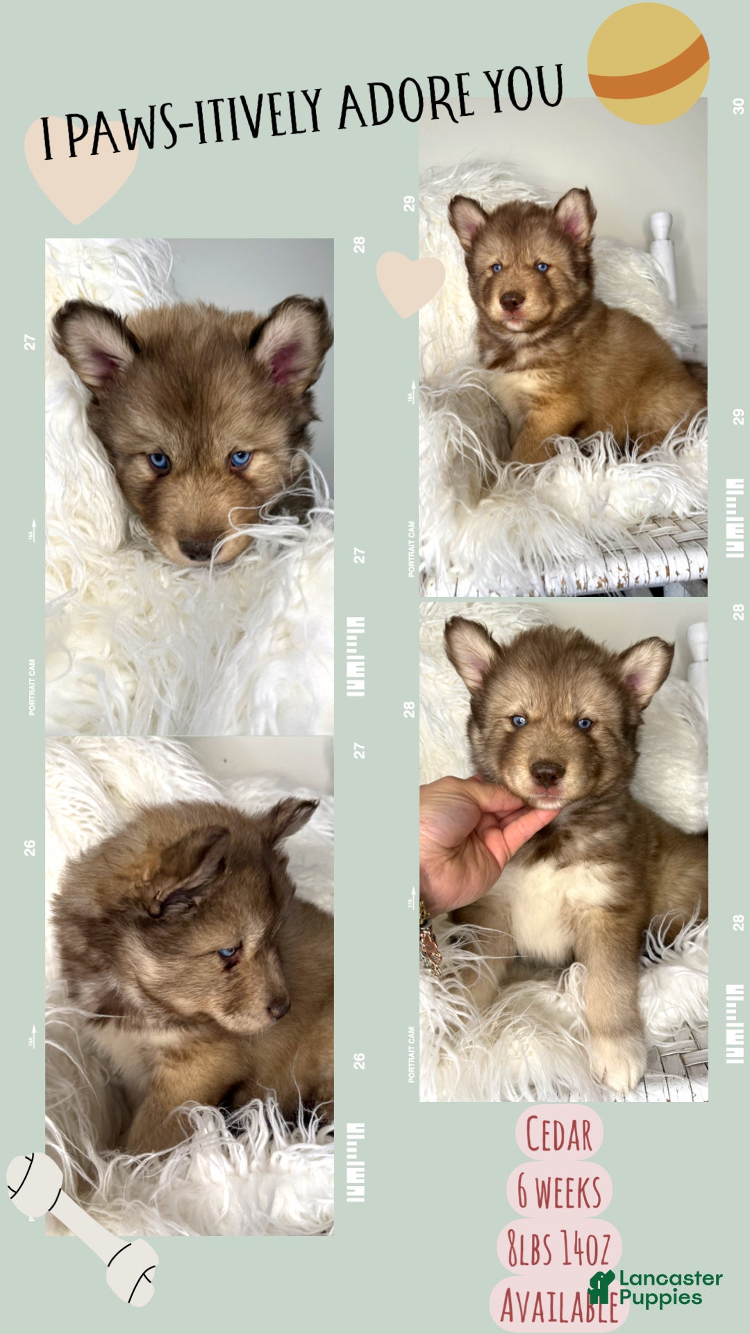 Siberian Husky dogs Cedar - Ad 42