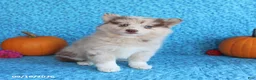 Pomsky dogs for sale: Raine - Ad 5