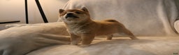 Shiba Inu dogs for sale: Skipper  - Ad 4