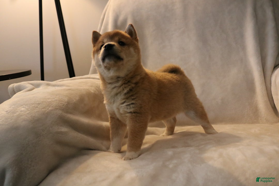 Shiba Inu dogs for sale: Skipper  - Ad 4