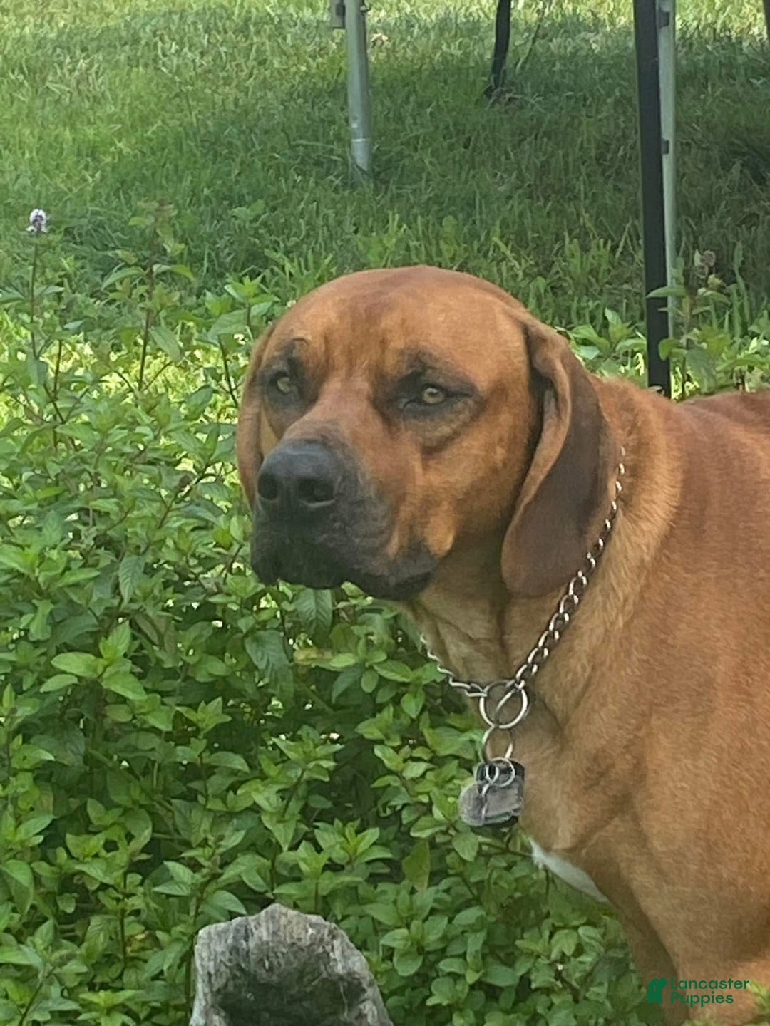 Rhodesian Ridgeback dogs for sale: Rhodesian Ridgeback Puppy 5 - Ad 4