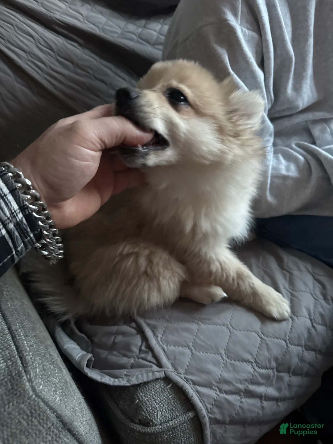 Pomeranian dogs for sale: Gunther - Ad 7