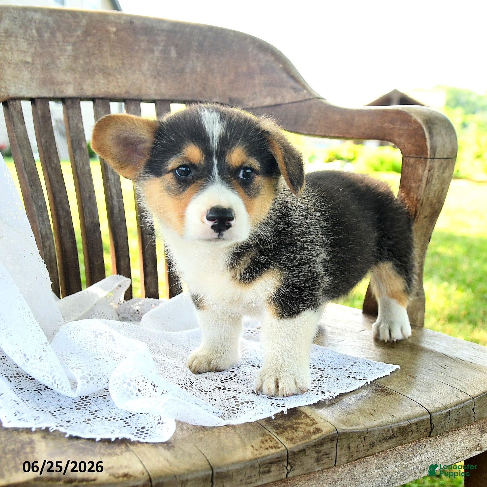 Welsh Corgi Pembroke dogs Reggie - Ad 2