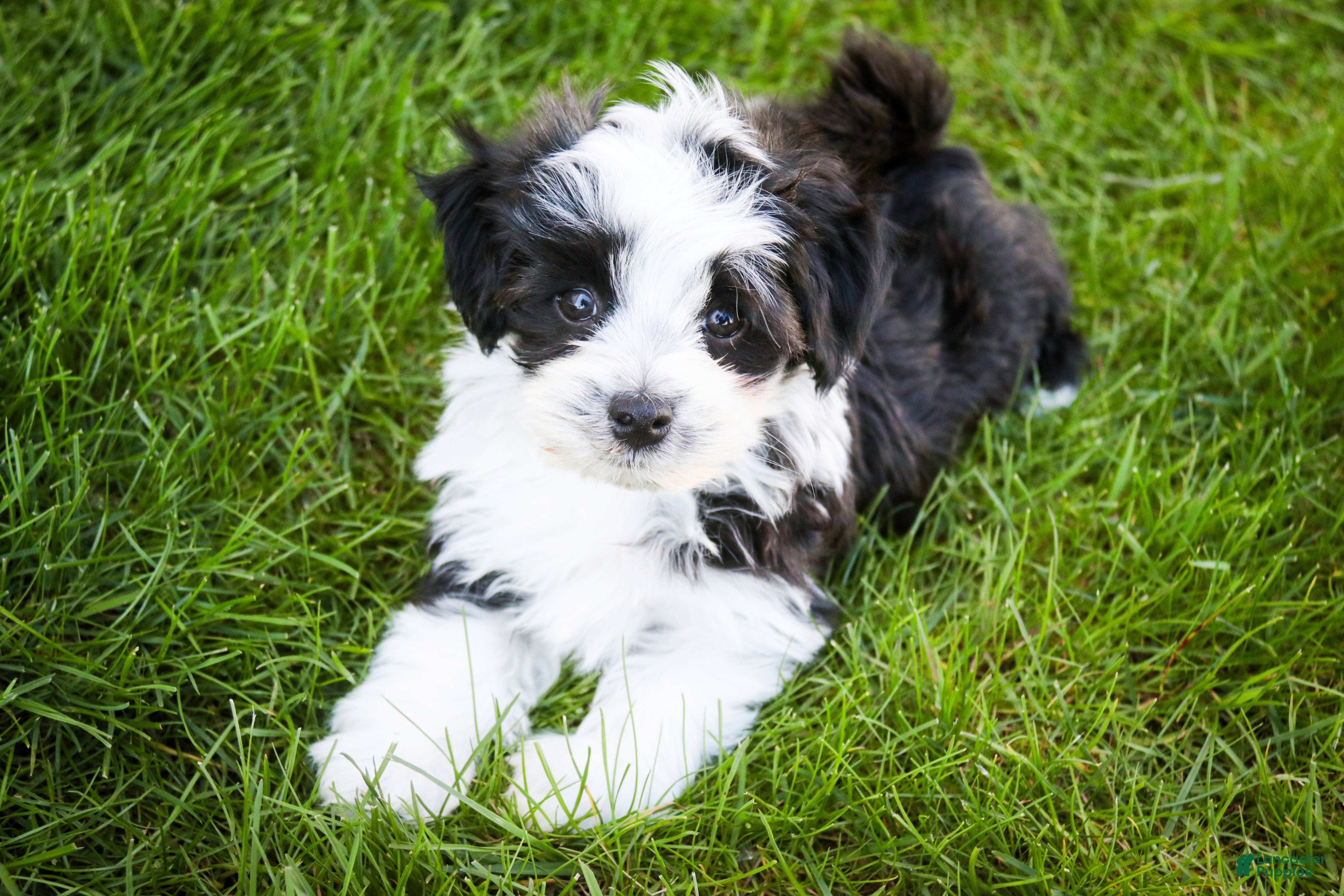Havanese dogs for sale: Princeton - Ad 4