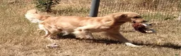 Golden Retriever dogs for sale: Blue Boy AKC Golden - Ad 5