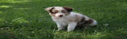Australian Shepherd dogs for sale: Skyla - Ad 5