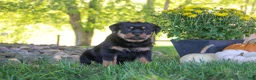 Rottweiler dogs for sale: Oakley - Ad 6