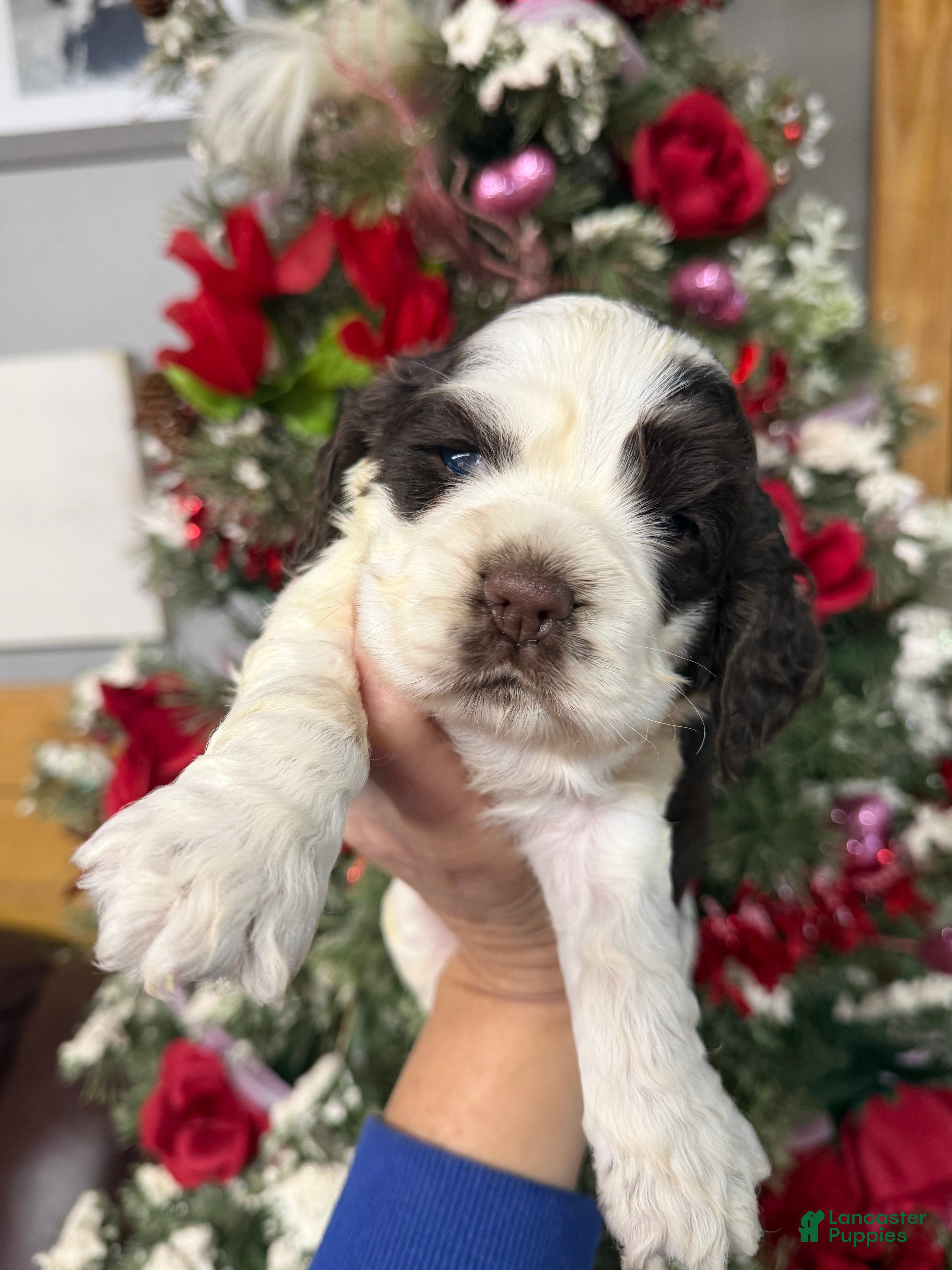 Cocker Spaniel dogs Cocker Spaniel Puppy 2 - Ad 3