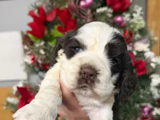 Cocker Spaniel dogs Cocker Spaniel Puppy 2 - Ad 3