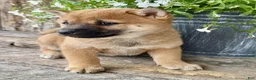 Shiba Inu dogs for sale: Tulip - Ad 4