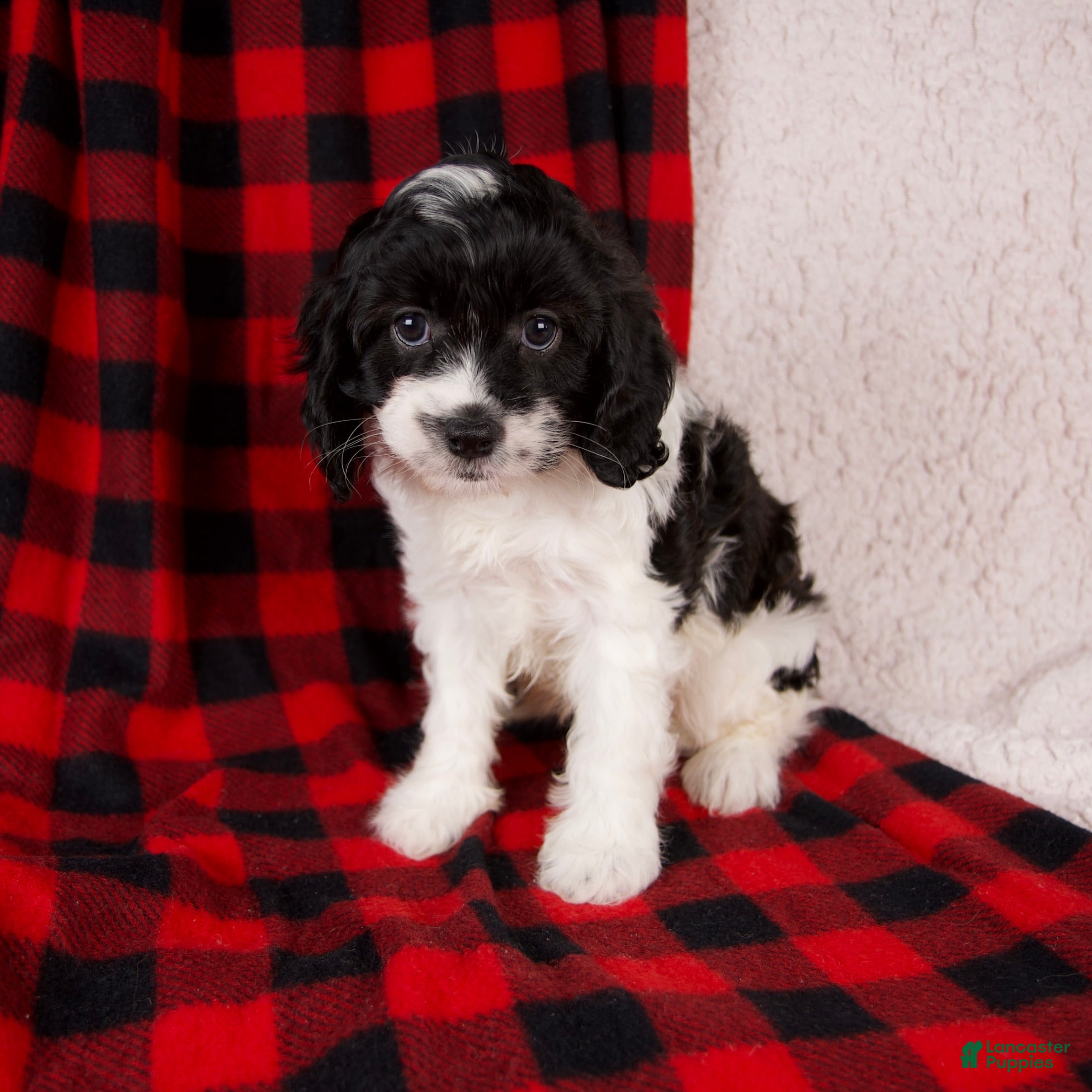 Cavapoo dogs Stella - Ad 5