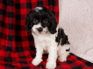 Cavapoo dogs Stella - Ad 14