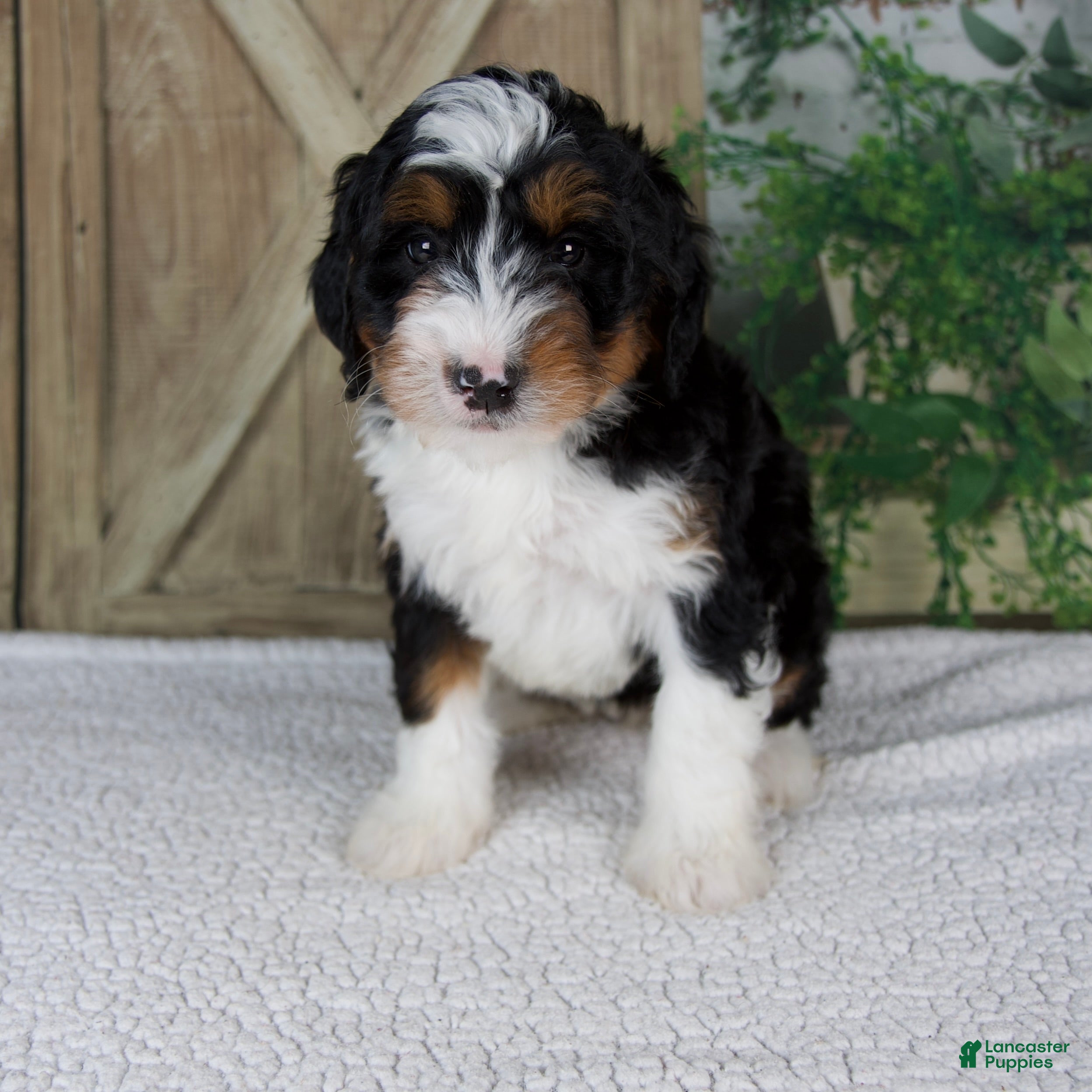 Mini Bernedoodle dogs Tina - Ad 1