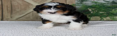 Tina