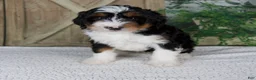 Mini Bernedoodle dogs for sale: Tina - Ad 1