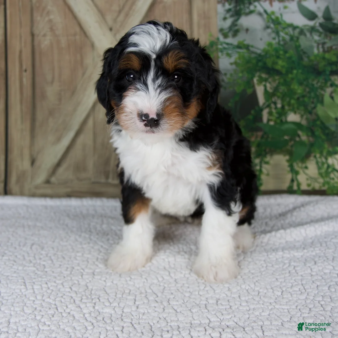 Mini Bernedoodle dogs for sale: Tina - Ad 1