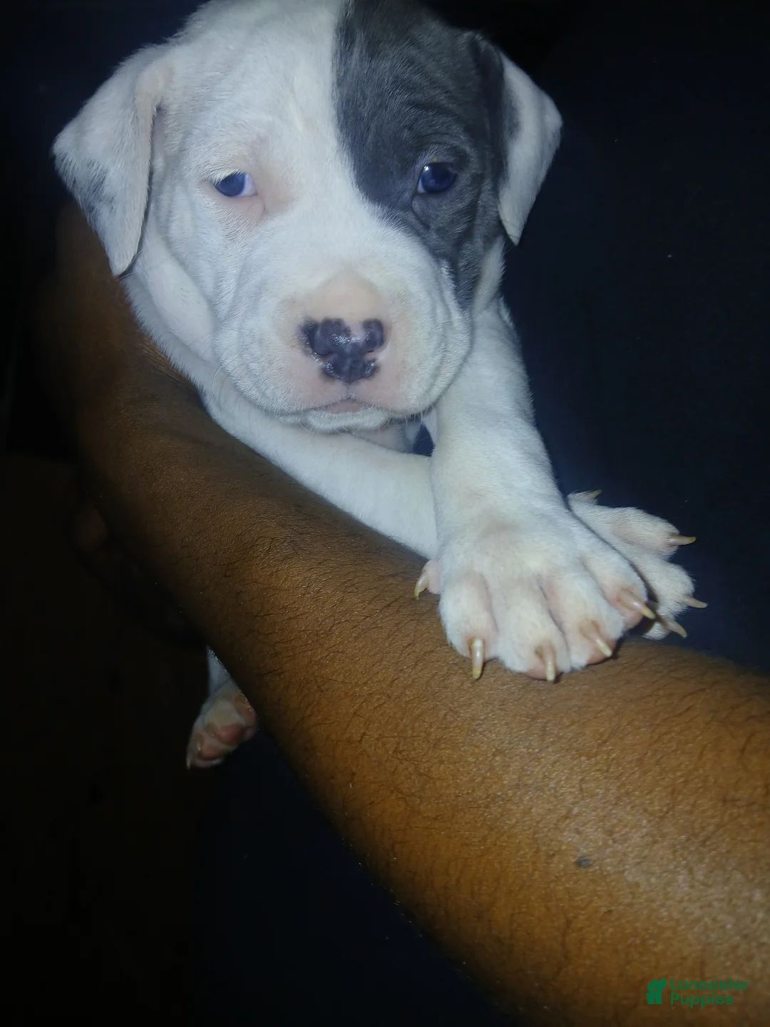 Mixed Breed dogs for sale: Mixed Breed Puppy 1 - Ad 1