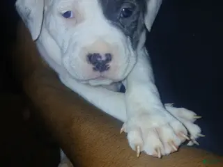 Mixed Breed dogs Mixed Breed Puppy 1 - Ad 4