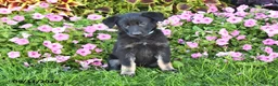 German Shepherd dogs for sale: Tracy - Ad 2