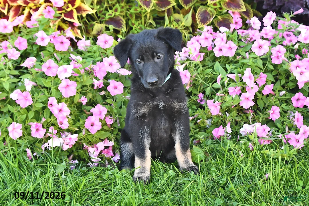 German Shepherd dogs for sale: Tracy - Ad 2