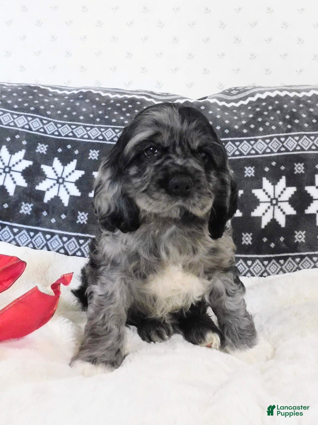 Cocker Spaniel dogs for sale: Espresso - Ad 1