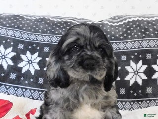 Cocker Spaniel dogs Espresso - Ad 27