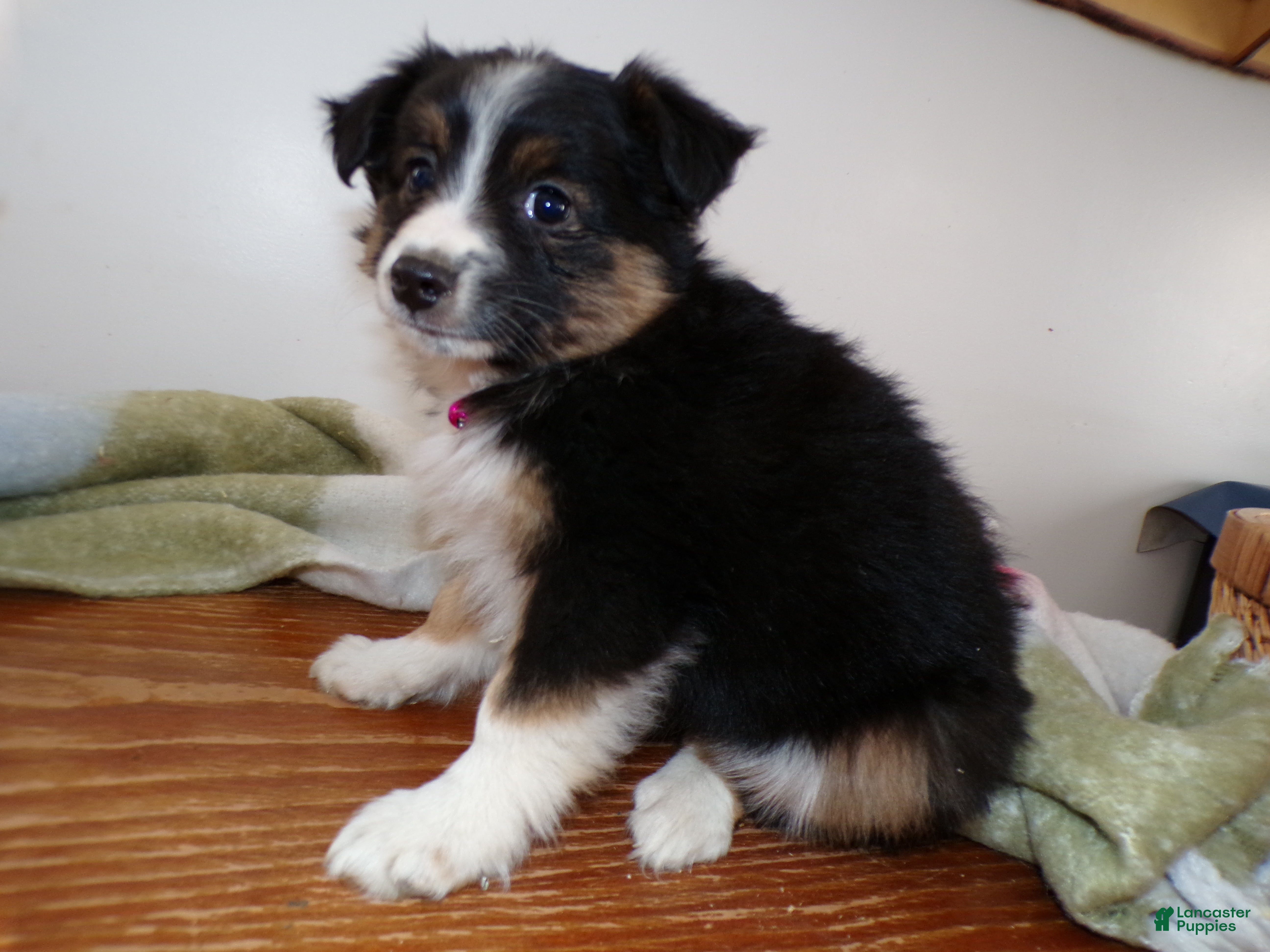 Mini Aussiedoodle dogs Mini Aussiedoodle Puppy 6 Wendy - Ad 33