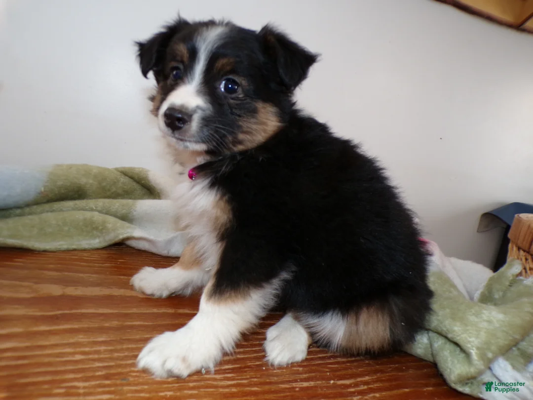 Mini Aussiedoodle dogs for sale: Mini Aussiedoodle Puppy 6 Wendy - Ad 1