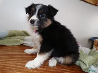 Mini Aussiedoodle dogs Mini Aussiedoodle Puppy 6 Wendy - Ad 33