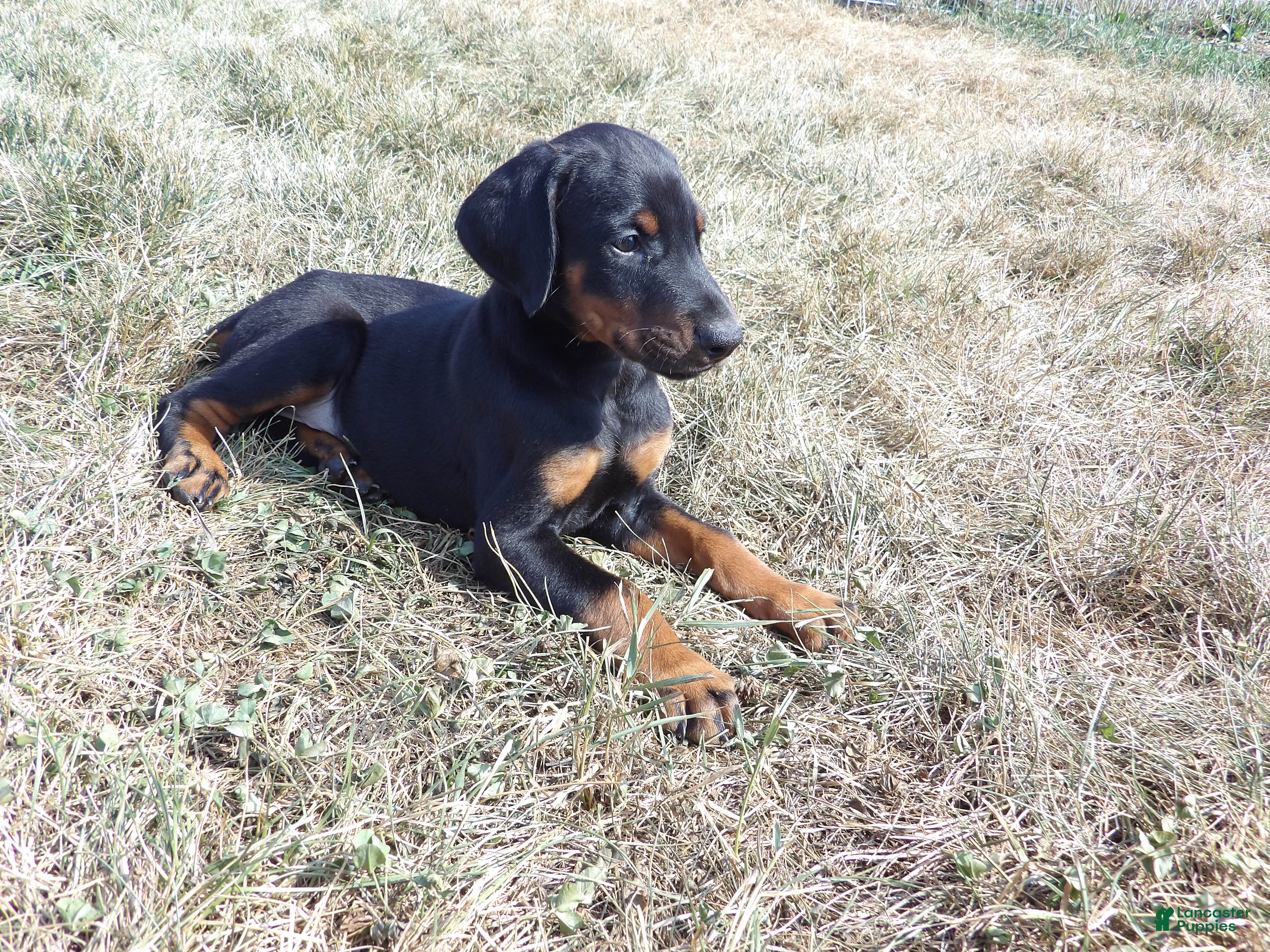 Doberman Pinscher dogs for sale: Max - Ad 2
