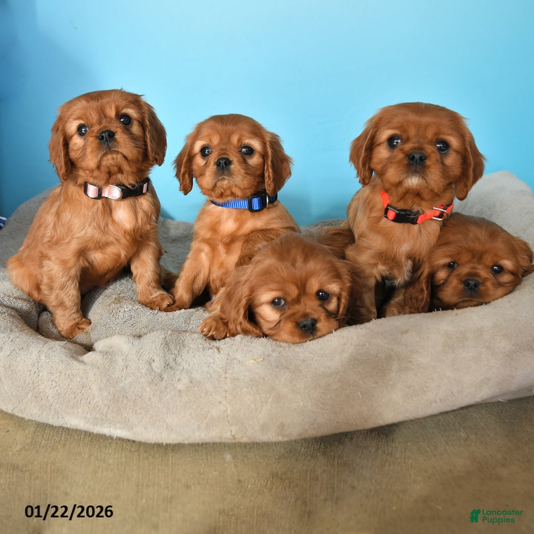 Cavalier King Charles Spaniel dogs for sale: Nash - Ad 5