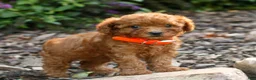 Cavapoo dogs for sale: Lia  - Ad 3