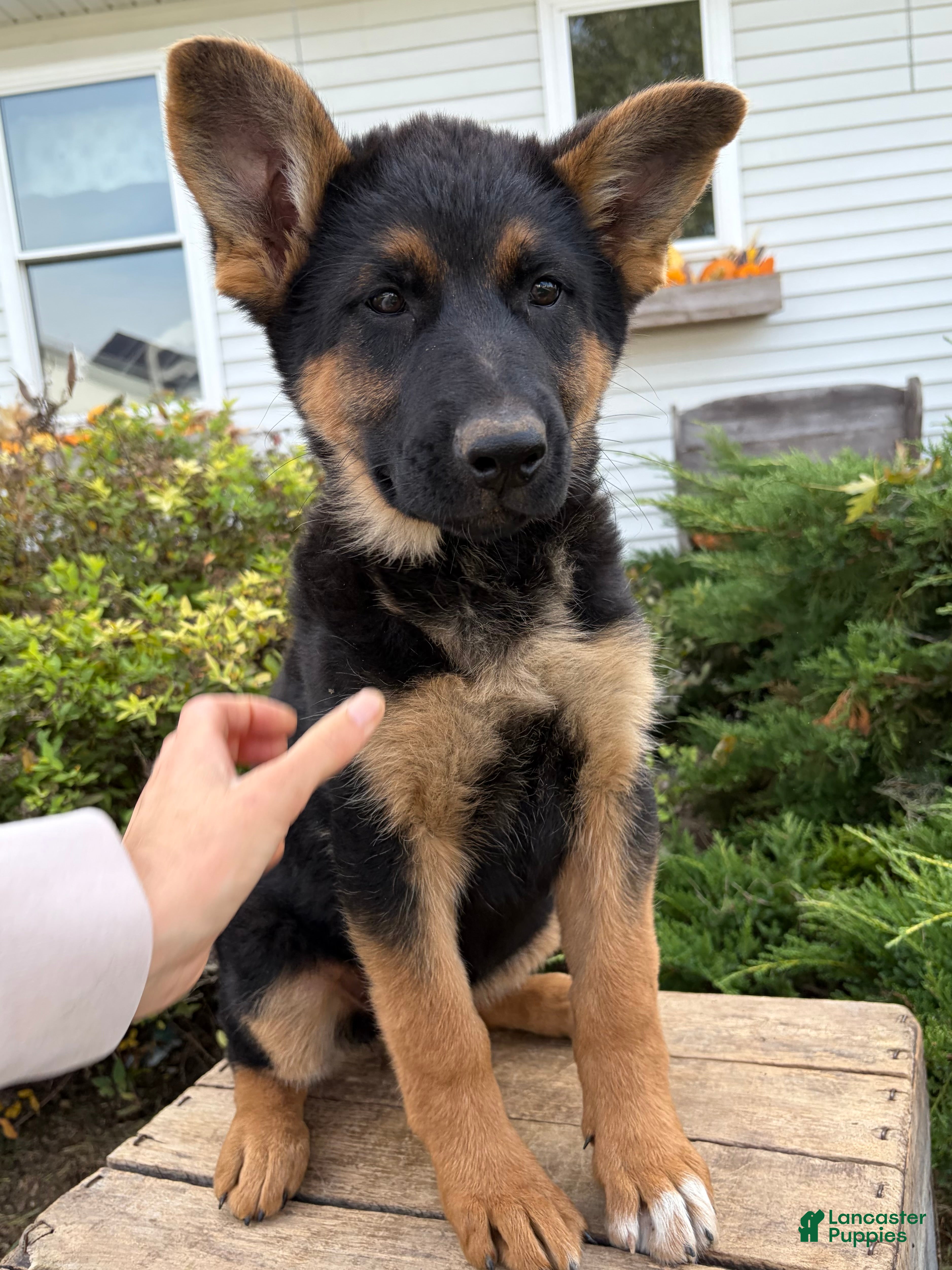 German Shepherd dogs for sale: Demi - Ad 2