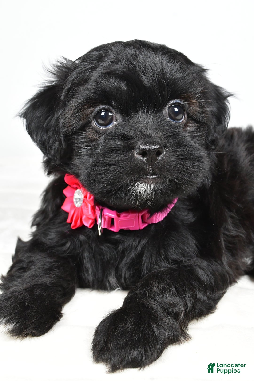 Shihpoo dogs for sale: Izzy - Ad 4