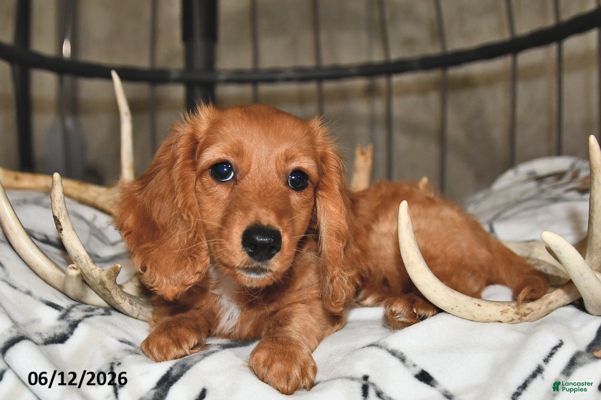 Miniature Dachshund dogs Clifford - Ad 1