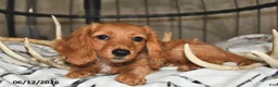 Miniature Dachshund dogs for sale: Clifford - Ad 1
