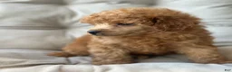Toy Poodle dogs for sale: AKC Rocko - Ad 7