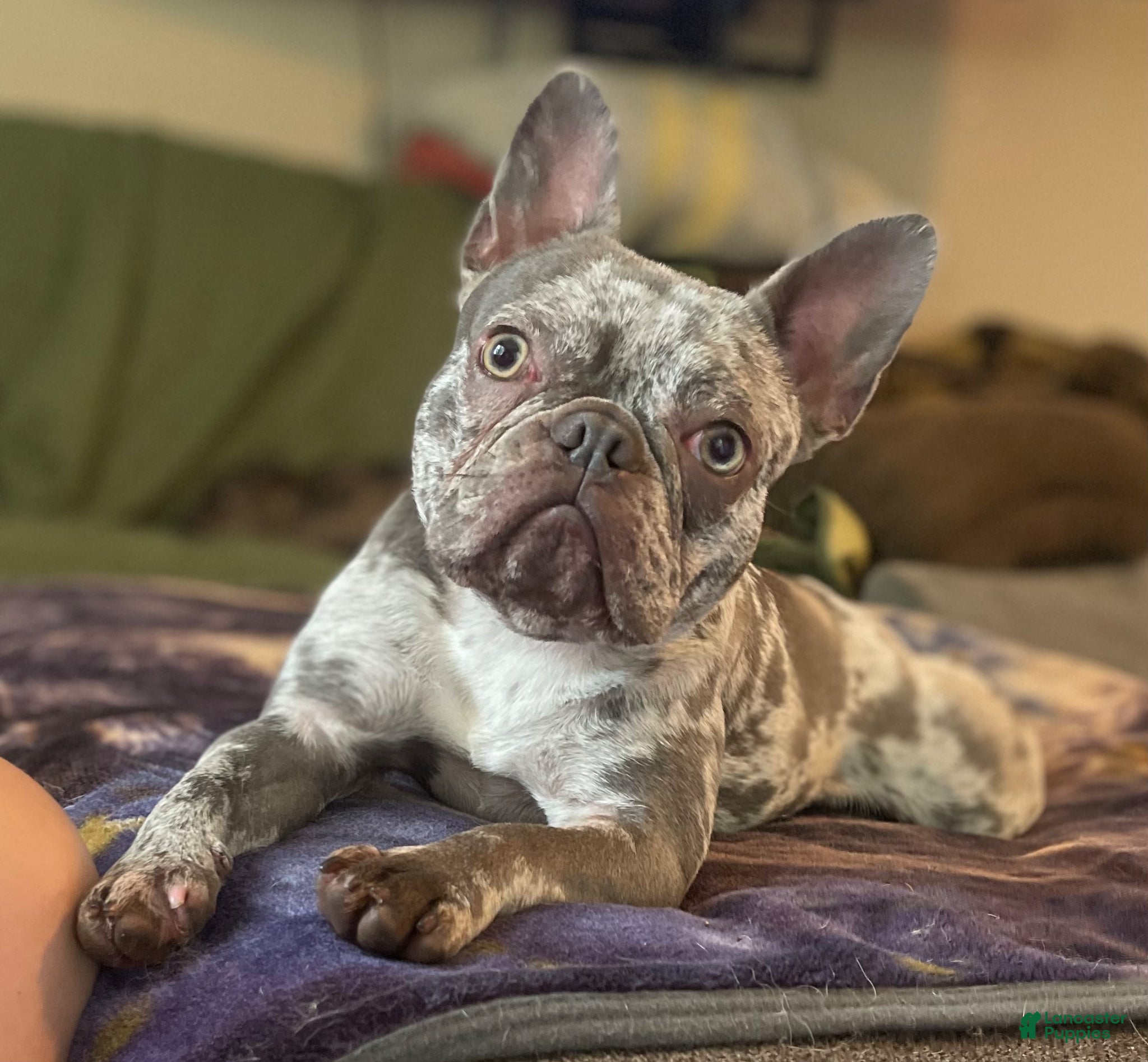 Mixed Breed dogs Zeus Merle and tan 88/12 ICA- DNA parents imported bloodline possible fluffy carrier  - Ad 2