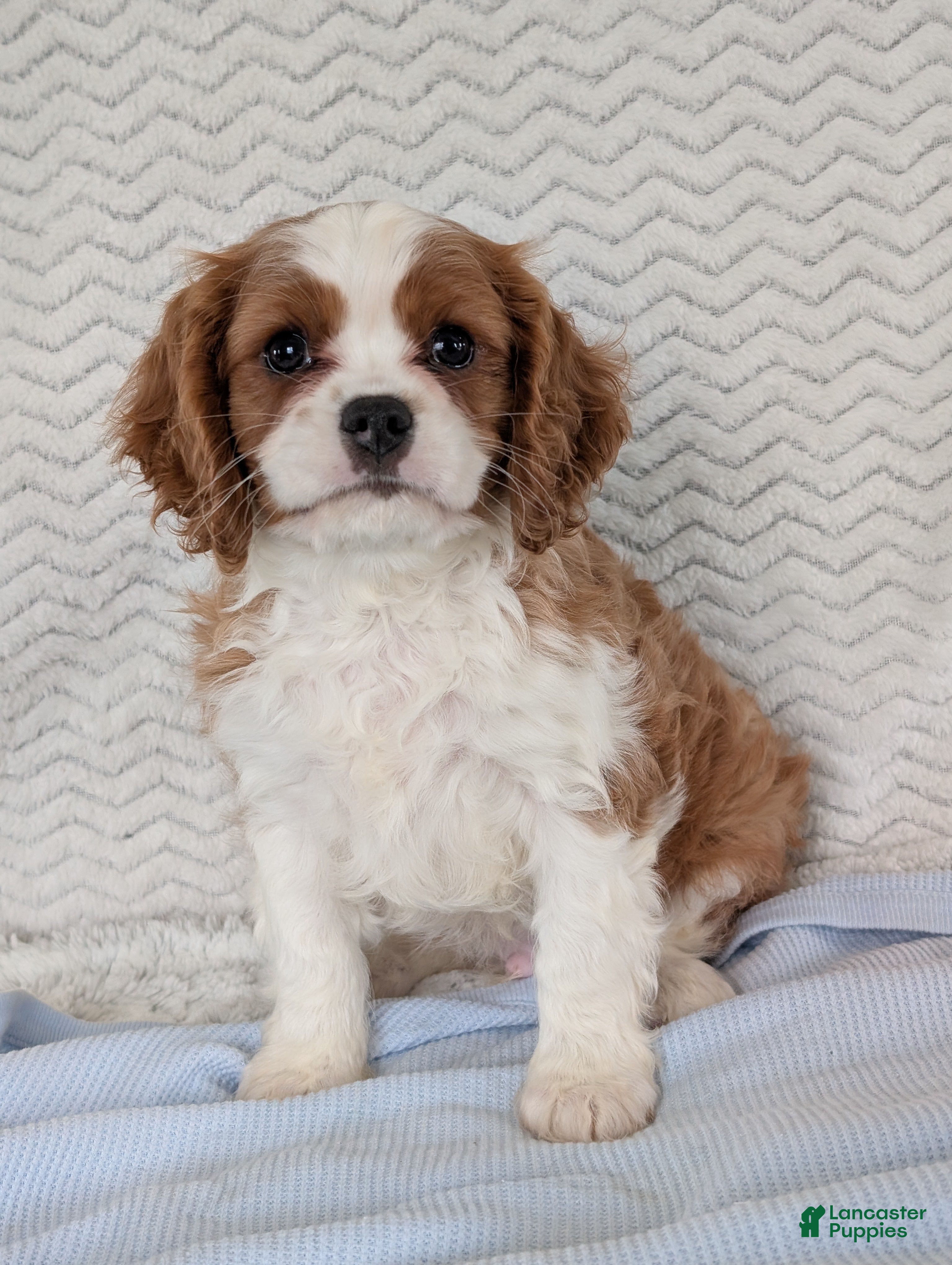 Cavalier King Charles Spaniel dogs Riley - Ad 1