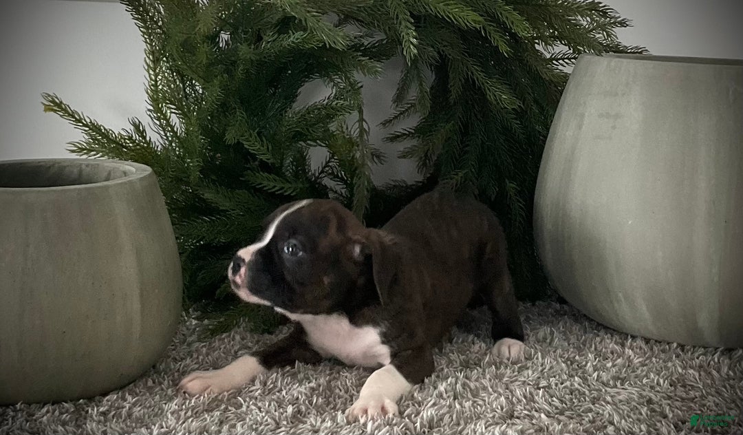 Boxer dogs for sale: Becca - Ad 7